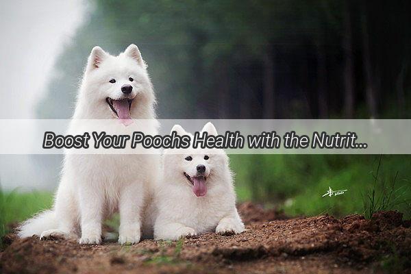 Boost Your Poochs Health with the Nutritional Power of Bean Residue A Canines Delight